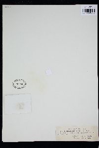 Trentepohlia arborum image