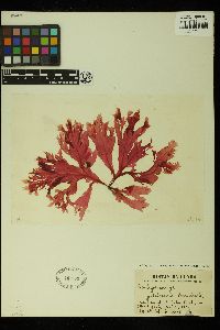 Pseudolithophyllum muricatum image