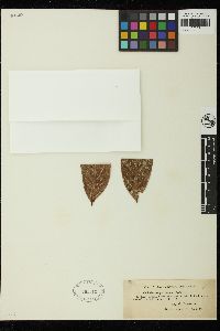 Cephaleuros virescens image