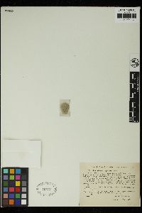 Staurastrum trapezicum image