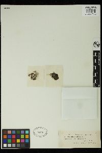 Staurastrum muricatum image