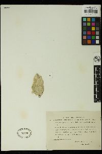 Oedogonium capilliforme image