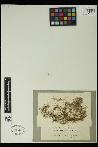 Spirogyra maxima image
