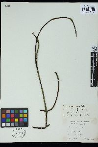 Elachista scutulata image