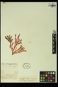 Callophyllis lambertii image