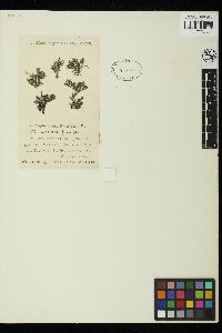 Cladophora prolifera image