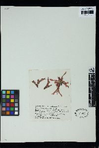 Leptofauchea rhodymenioides image