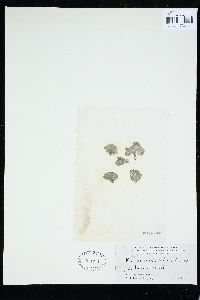 Rhipilia orientalis image
