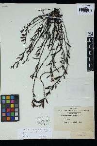 Sargassum okamurae image