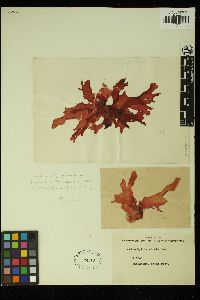 Callophyllis adnata image