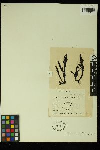 Callophycus laxus image