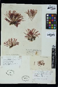 Griffithsia traversii image