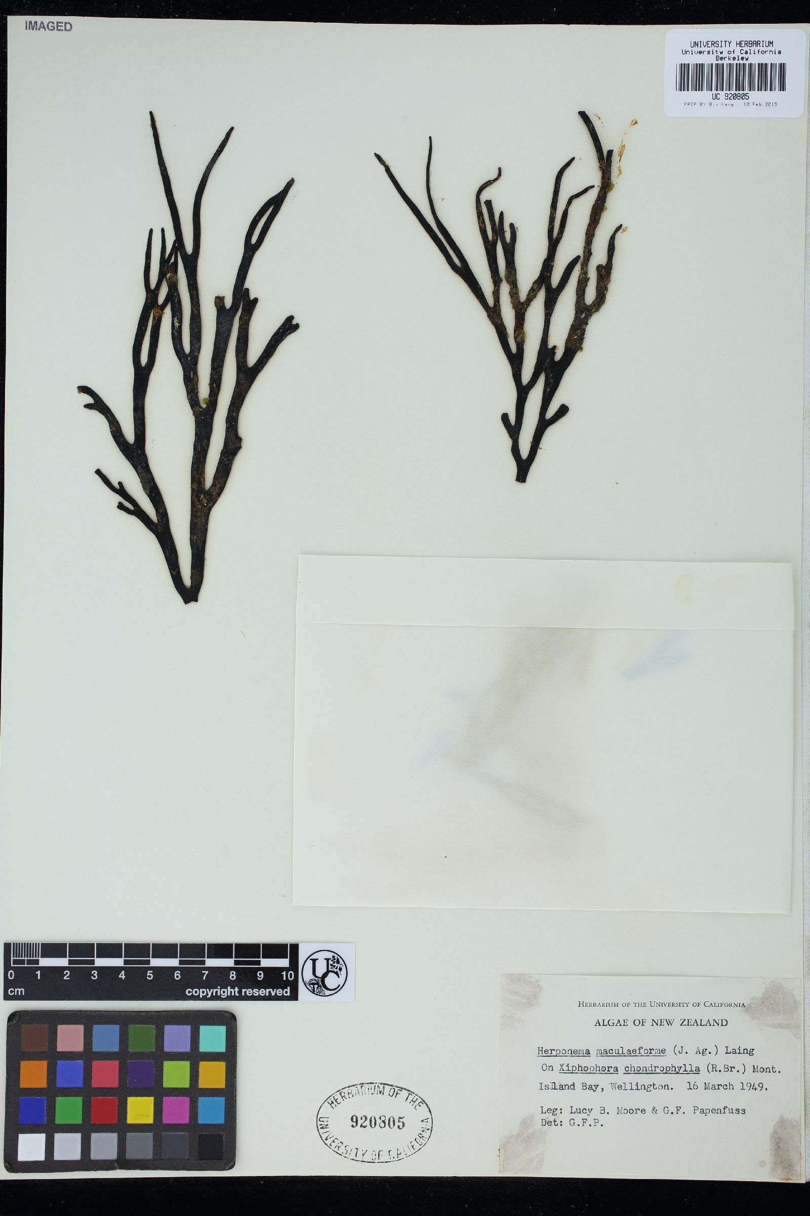 Herponema maculaeforme image