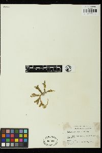 Caulerpa sedoides image