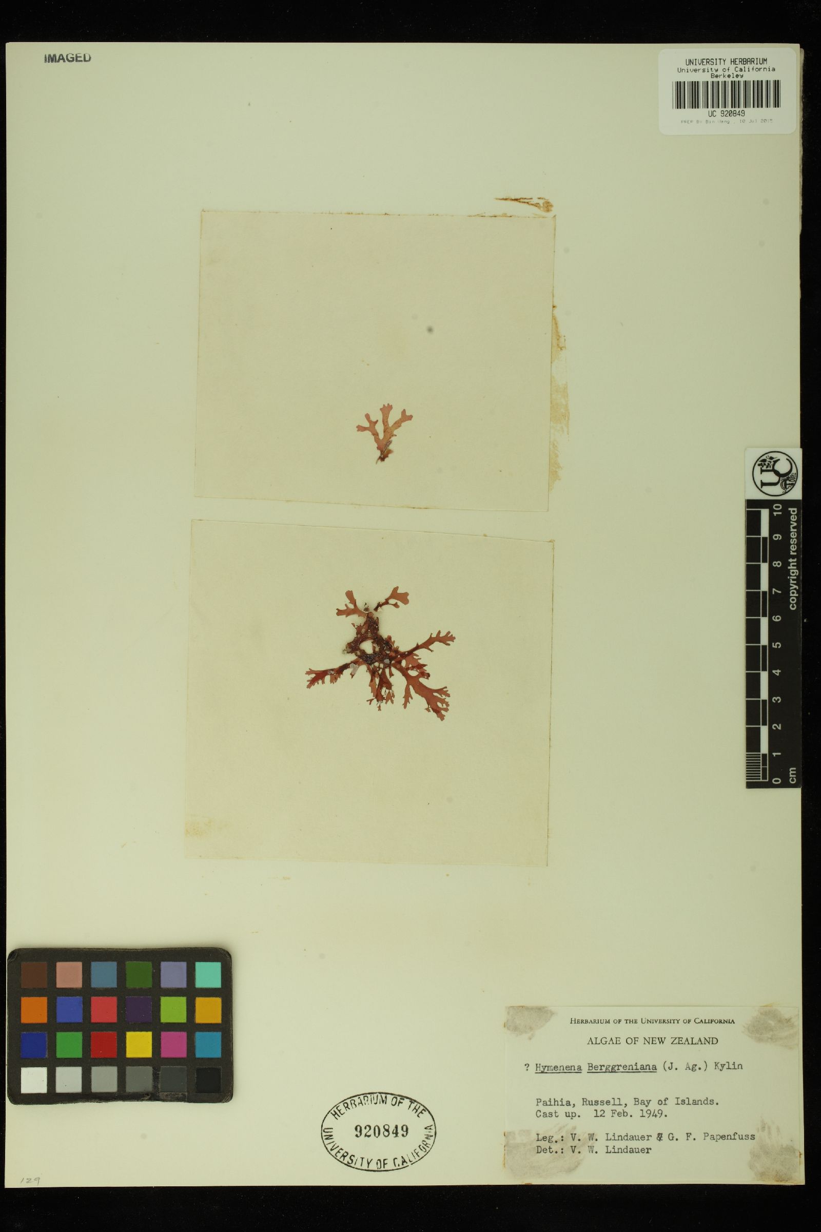 Rhodophyllis image