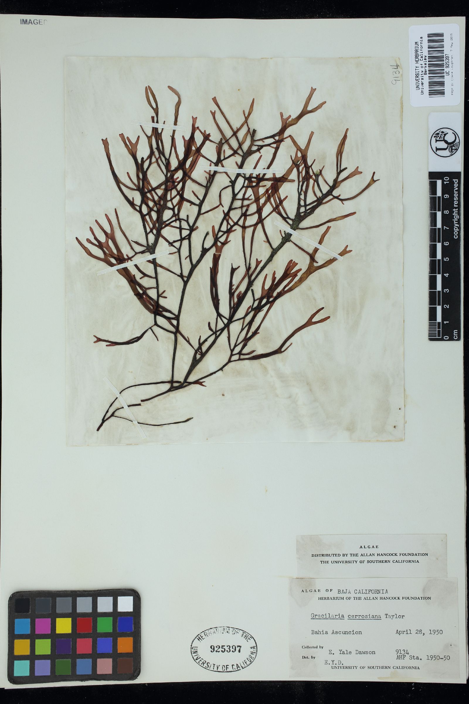 Gracilaria cerrosiana image