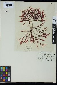Champia novae-zelandiae image