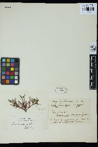 Dichotomaria spathulata image