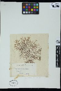 Ceramium variegatum image