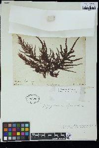 Brongniartella byssoides image