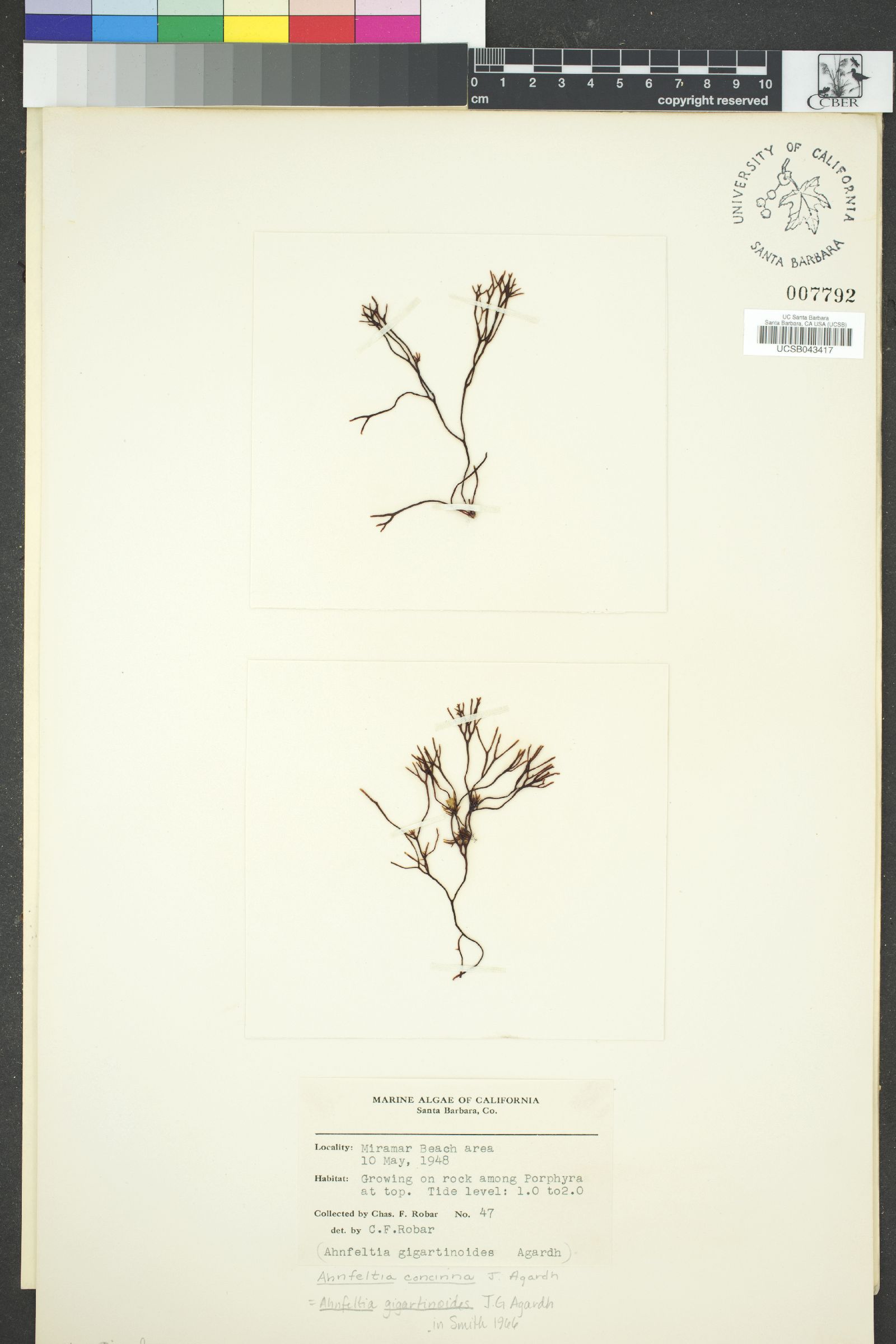 Ahnfeltia gigartinoides image