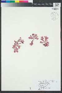 Callophyllis flabellulata image