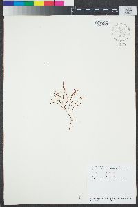 Gelidium arborescens image