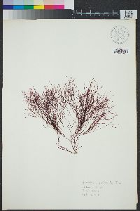 Ahnfeltia gigartinoides image