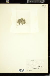 Gelidium crinale image
