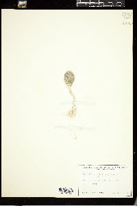Penicillus capitatus image