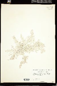 Ganonema pinnatum image