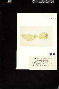 Prasiola fluviatilis image