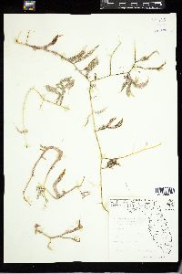 Caulerpa cupressoides var. turneri image