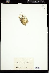 Caulerpa fastigiata image