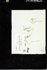 Caulerpa ashmeadii image
