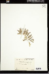 Caulerpa sertularioides image