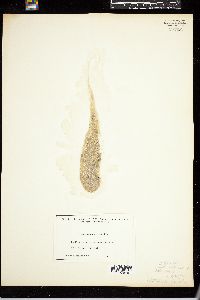 Chaetomorpha gracilis image