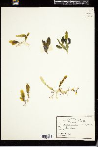 Caulerpa prolifera image