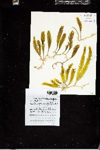 Caulerpa scalpelliformis image