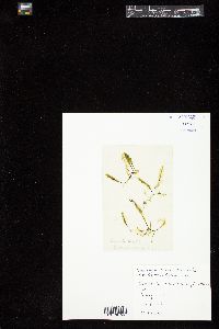 Caulerpa scalpelliformis image