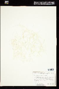 Cladophoropsis macromeres image