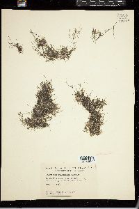Cladophora catenata image