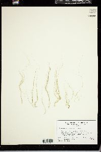 Enteromorpha plumosa image