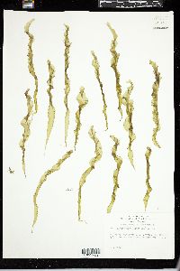 Enteromorpha linza image