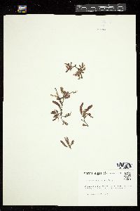 Dictyurus purpurascens image
