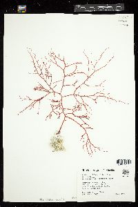 Eucheuma isiforme var. isiforme image