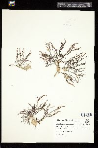 Acanthophora muscoides image