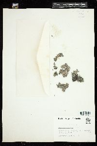 Bostrychia tenella image