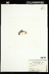 Bostrychia tenella image