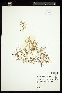 Agardhiella ramosissima image